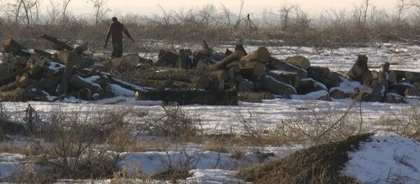 Под Бишкеком массово вырубают деревья и продают — видеодоказательство - Sputnik Кыргызстан