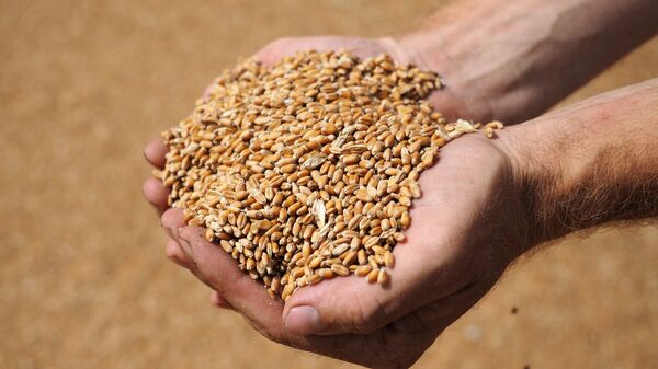 Уборка пшеницы. Архивное фото - Sputnik Кыргызстан