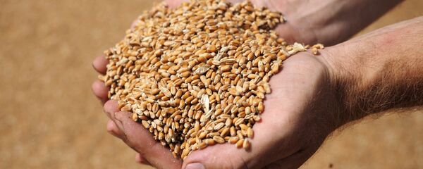 Киши буудайдын бүртүкчөлөрүн кармап турат. Архив - Sputnik Кыргызстан