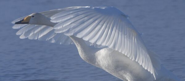 Государственный природный комплексный заказник Лебединый - Sputnik Кыргызстан