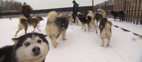 Хаски из приюта для брошенных собак катают детей на санях — видео - Sputnik Кыргызстан