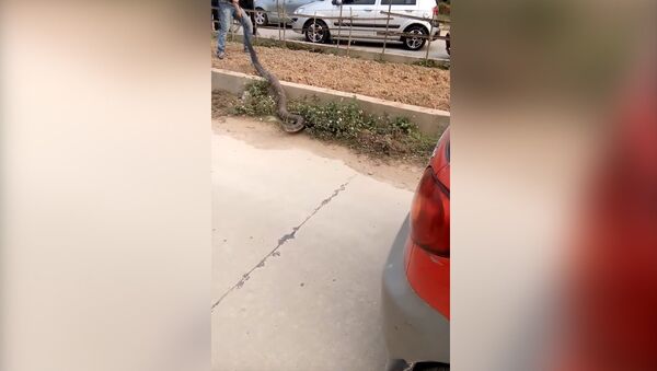 Гигантская кобра вызвала пробку во Вьетнаме - Sputnik Кыргызстан