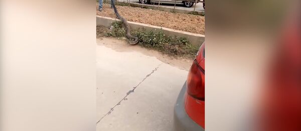 Гигантская кобра вызвала пробку во Вьетнаме - Sputnik Кыргызстан