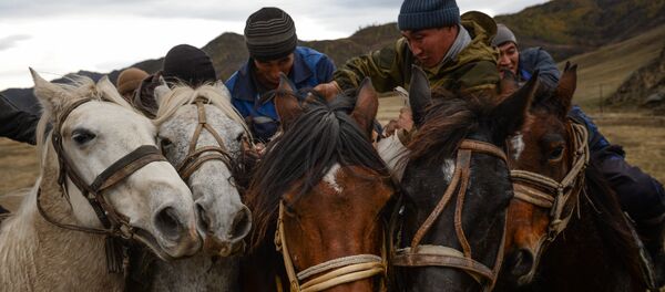 Чемпионат Республики Алтай по Кок-бору - Sputnik Кыргызстан