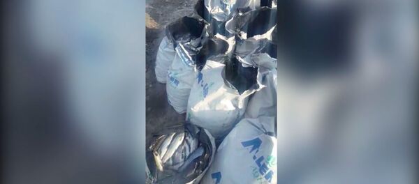 Күйүүчү майга ууланып кырылган балыктарды сузуп чыгышты. Чычкандагы видео Күйүүчү майга ууланып кырылган балыктарды сузуп чыгышты. Чычкандагы видео - Sputnik Кыргызстан