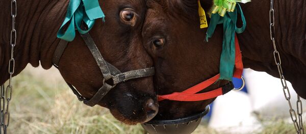 18-я Российская агропромышленная выставка Золотая осень - Sputnik Кыргызстан