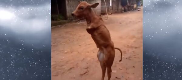 Индонезияда эки буту жок туулган музоо киши сымал басып таң калтырды. Видео - Sputnik Кыргызстан