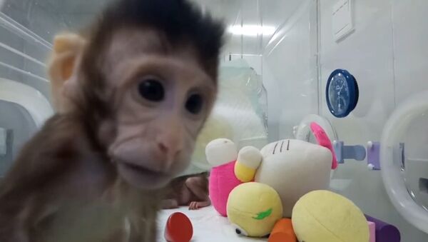 Китайские ученые показали первых в мире клонированных приматов - Sputnik Кыргызстан
