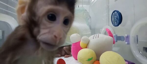 Китайские ученые показали первых в мире клонированных приматов - Sputnik Кыргызстан