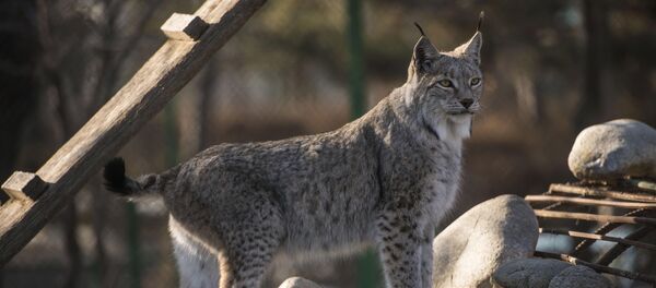 Зоопарк Бугу-Эне в Караколе - Sputnik Кыргызстан