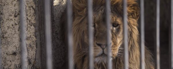 Лев Симба в Зоопарк Бугу-Эне в Караколе - Sputnik Кыргызстан