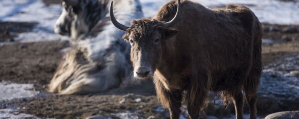 Топоздор. Архив - Sputnik Кыргызстан