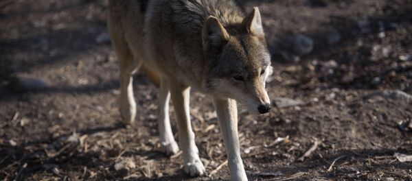 Карышкыр. Архив - Sputnik Кыргызстан