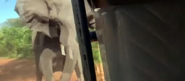Еле ноги унесли! Нападение слона на автомобиль попало на видео - Sputnik Кыргызстан