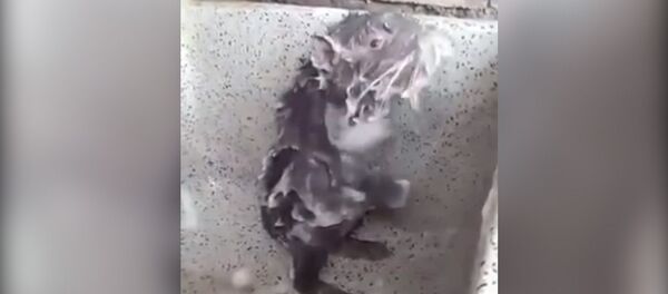 Моется, как человек, — принимающая душ крыса озадачила пользователей Сети - Sputnik Кыргызстан