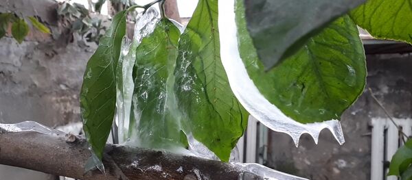 Борбор калаадагы Гареев атындагы ботаникалык бактагы оранжереянын өсүмдүктөрү тоңуп калды - Sputnik Кыргызстан