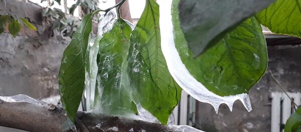 Все из-за аварии на ТЭЦ — в Ботсаду замерзли уникальные растения - Sputnik Кыргызстан