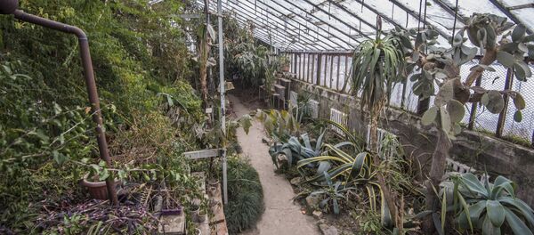 Ботаникалык бактагы үшкүрүк. Чүрүшкөн, жыгылган, муз тоңгон өсүмдүктөрдүн сүрөттөрү - Sputnik Кыргызстан