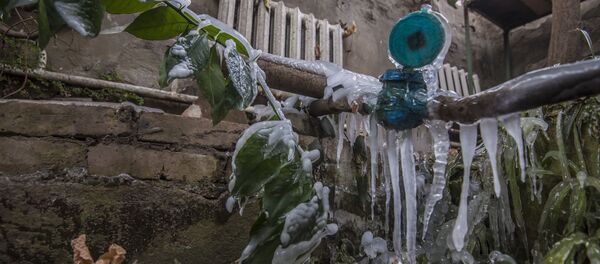 Растения на Ботаническом саду имени Энвера Гареева, замерзшие из-за аварии на ТЭЦ Бишкека. Архивное фото - Sputnik Кыргызстан