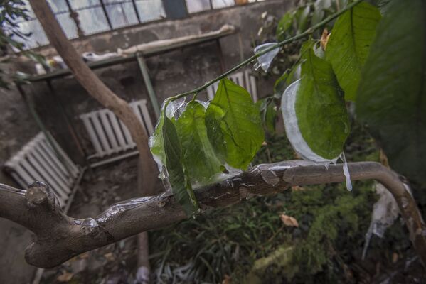 Заморозка уникальных растений в Ботаническом саду в Бишкеке - Sputnik Кыргызстан