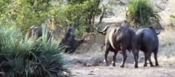 Буйволы отбили у львов беззащитного слоненка — видео из ЮАР Буйволы отбили у львов беззащитного слоненка — видео из ЮАР - Sputnik Кыргызстан