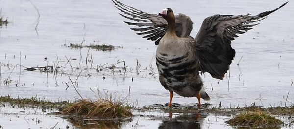 Каз. Архив - Sputnik Кыргызстан