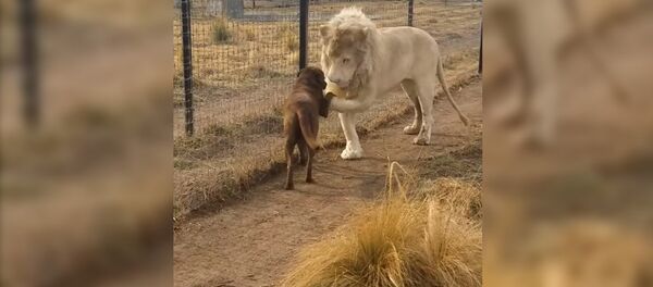 Арстан иттин бутун өөп эркелетип... Жүрөк элжиреткен видео - Sputnik Кыргызстан
