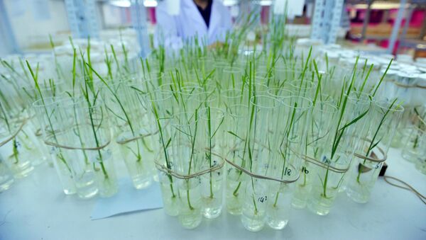 Генетически модифицированного риса в Китае - Sputnik Кыргызстан