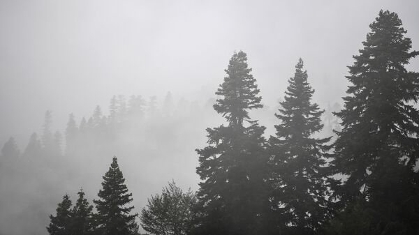 Деревья в тумане. Архивное фото - Sputnik Кыргызстан
