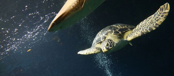 Аквариум в Вене - Sputnik Кыргызстан