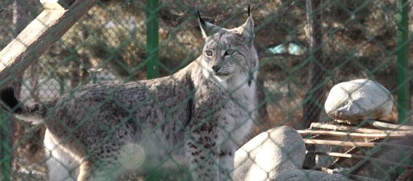 Вы потратите две минуты и увидите единственный зоопарк в Кыргызстане - Sputnik Кыргызстан