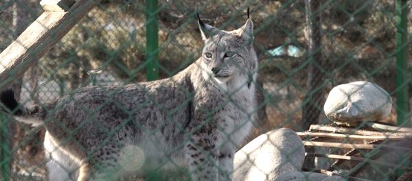 Кыргызстандагы жападан жалгыз зоопарк. Эки мүнөтүңүздү аябай көрүп коюңуз - Sputnik Кыргызстан