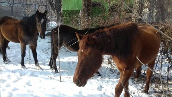 Обнаружение семи лошадей, которые гуляли возле домов на пересечении улиц Ахунбаева и Малдыбаева - Sputnik Кыргызстан