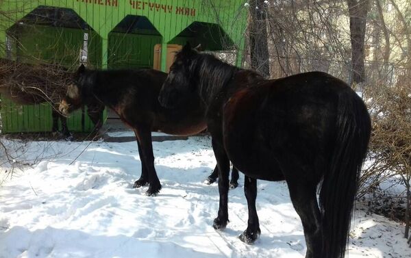 Сотрудники мобильного батальона службы 102 в Бишкеке обнаружили семь лошадей, которые гуляли возле домов на пересечении улиц Ахунбаева и Малдыбаева - Sputnik Кыргызстан