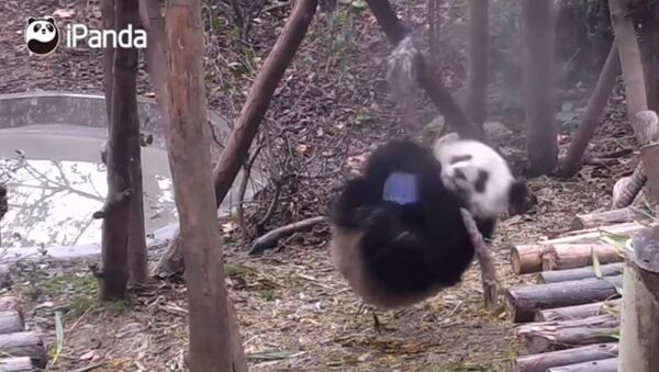 Неуклюжая панда показывает гимнастические трюки — забавное видео - Sputnik Кыргызстан