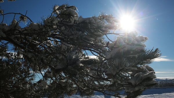 Снег на деревьях. Архивное фото - Sputnik Кыргызстан
