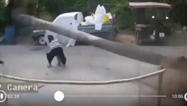 Невероятное везение! В Таиланде засохшее дерево чудом не придавило ребенка - Sputnik Кыргызстан