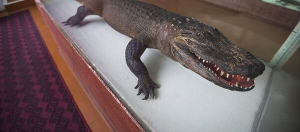 Зоологический музей в здании НАН КР в Бишкеке - Sputnik Кыргызстан