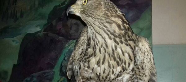 Бишкекчанин содержал диких животных у себя в квартире без каких-либо разрешительных документов - Sputnik Кыргызстан