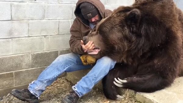 Соцсети тронуло видео с мужчиной, ласкающим огромного медведя - Sputnik Кыргызстан