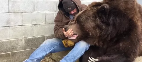 Соцсети тронуло видео с мужчиной, ласкающим огромного медведя Соцсети тронуло видео с мужчиной, ласкающим огромного медведя - Sputnik Кыргызстан