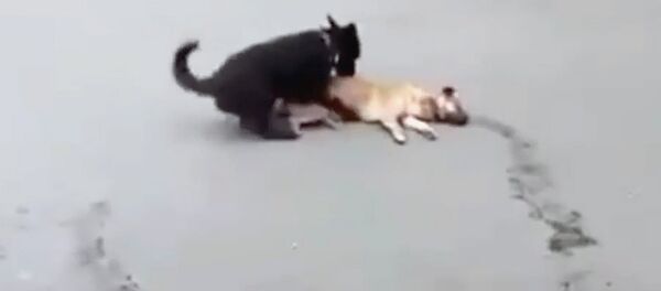 Собака оттащила попавшего под машину друга - Sputnik Кыргызстан