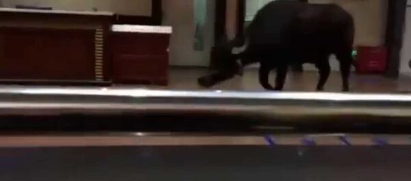 В Китае разъяренный бык ворвался в больницу и напал на людей — видео - Sputnik Кыргызстан