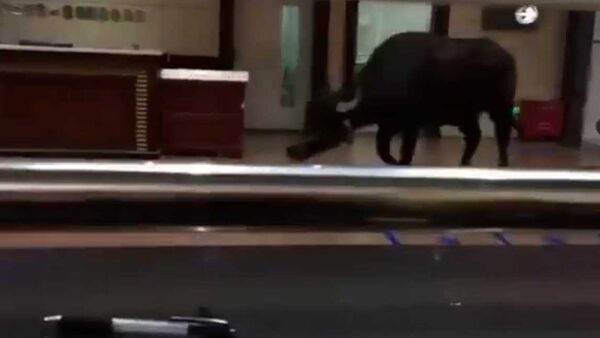 В Китае разъяренный бык ворвался в больницу и напал на людей — видео - Sputnik Кыргызстан