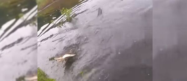 Наглый крокодил отобрал добычу у рыбака — видео из Флориды - Sputnik Кыргызстан