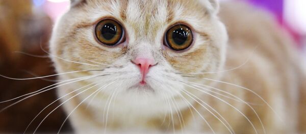 Международная выставка кошек в Москве - Sputnik Кыргызстан