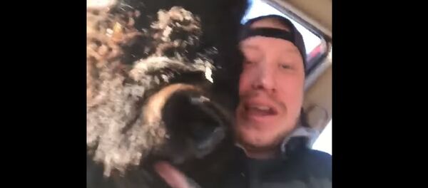 Кантип батты экен? Автоунаага башын киргизип алган зубрдын видеосу - Sputnik Кыргызстан