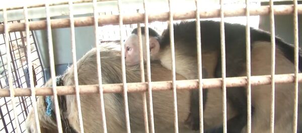 Собака заменила мать маленькой обезьяне — трогательное видео - Sputnik Кыргызстан