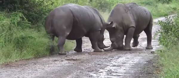 С животной ненавистью — видео жестокой схватки носорогов попало в Сеть - Sputnik Кыргызстан