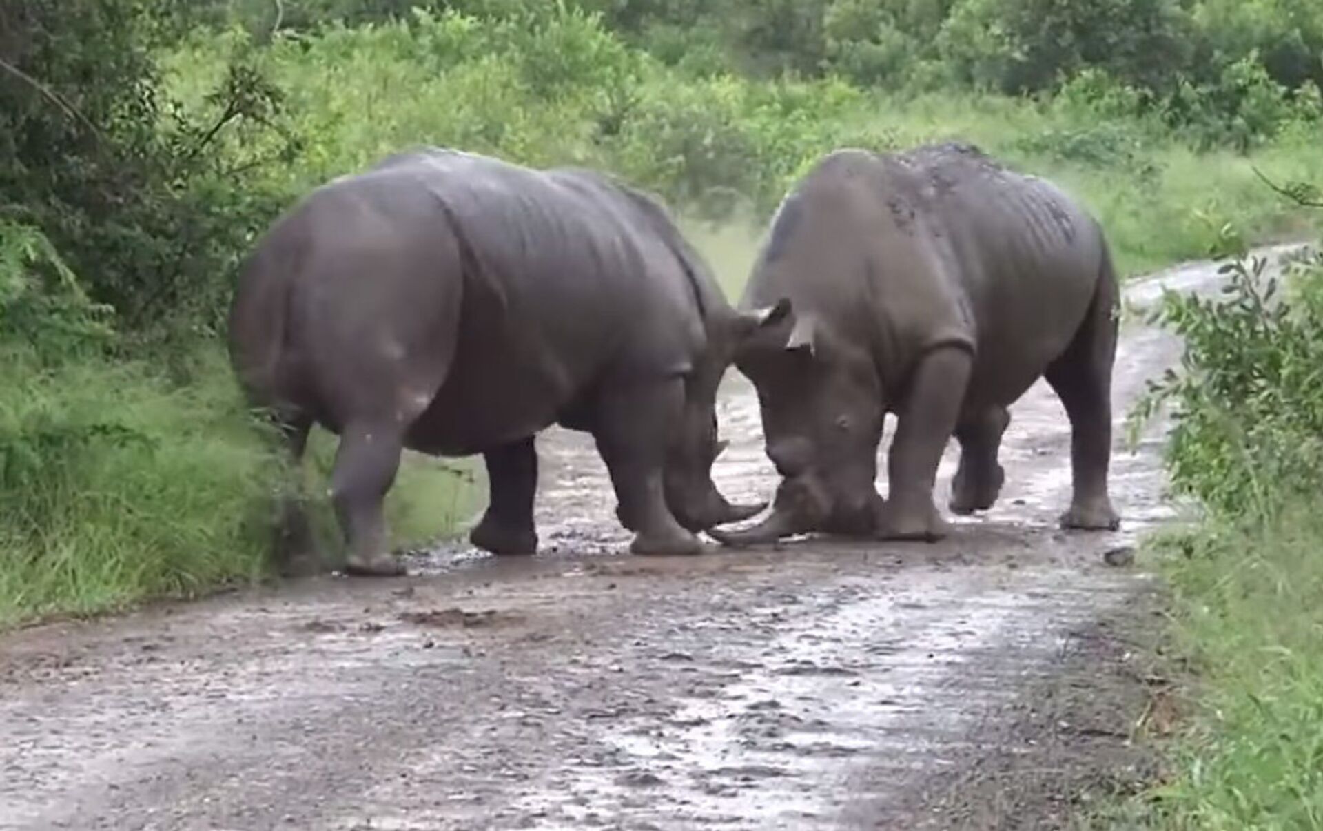 Жестокие схватки. Дикие животные Африки жестокие схватки. 100 Самых жестоких схваток животные. Видео Бегущий Разъярённый носорог.